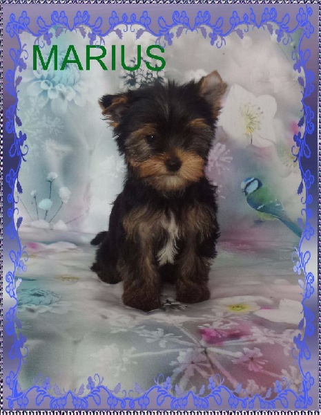 aux Anges d'Imzelle - Chiots disponibles - Yorkshire Terrier