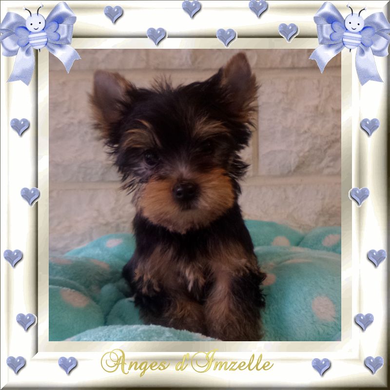 aux Anges d'Imzelle - Chiots disponibles - Yorkshire Terrier