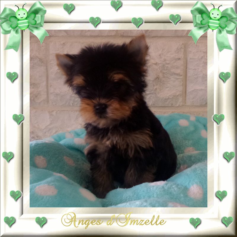 aux Anges d'Imzelle - Chiots disponibles - Yorkshire Terrier